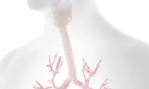 Anatomia krtani i tchawicy, która może ulec zapaleniu. Widoczne rozgałęzienia oskrzeli.