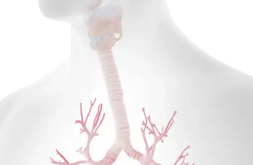 Anatomia krtani i tchawicy, która może ulec zapaleniu. Widoczne rozgałęzienia oskrzeli.