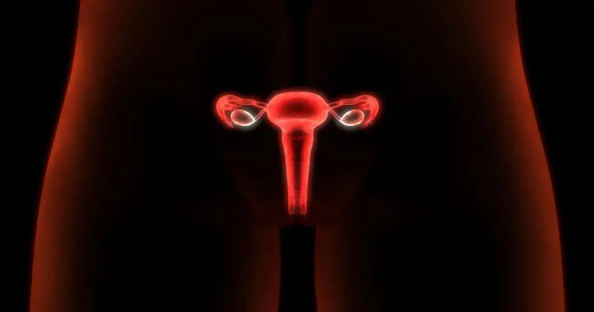 Anatomia kobiecych narządów rozrodczych w czerwonym świetle. Może to być wizualizacja wpływu estrofem na cykl.